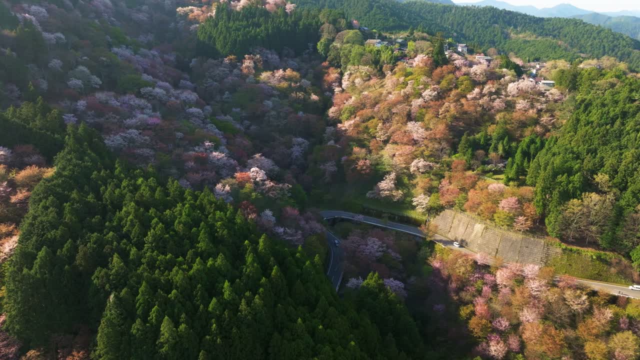 Aerial drone fly natural landscape at Mount,Yoshino, sakura cherry blossom in spring, Japanese flowers, Japan travel landscape world heritage