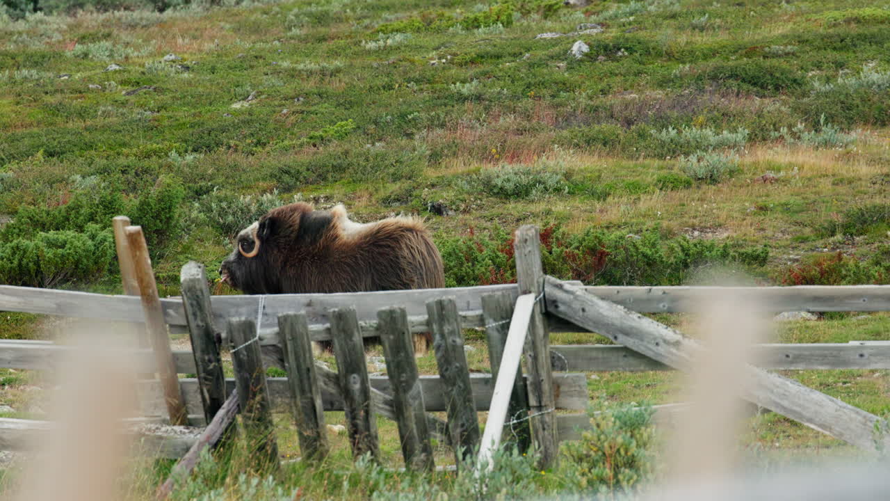 Solitary Musk Ox Ovibos moschatus by Abandoned Farm on Dovrefjell Norway