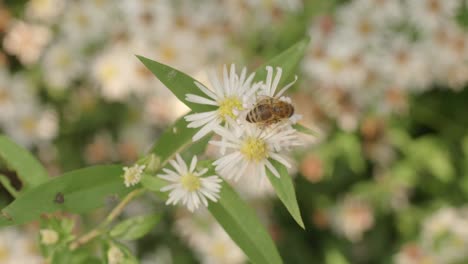 bee gathers pollen from white aster flower before flying away