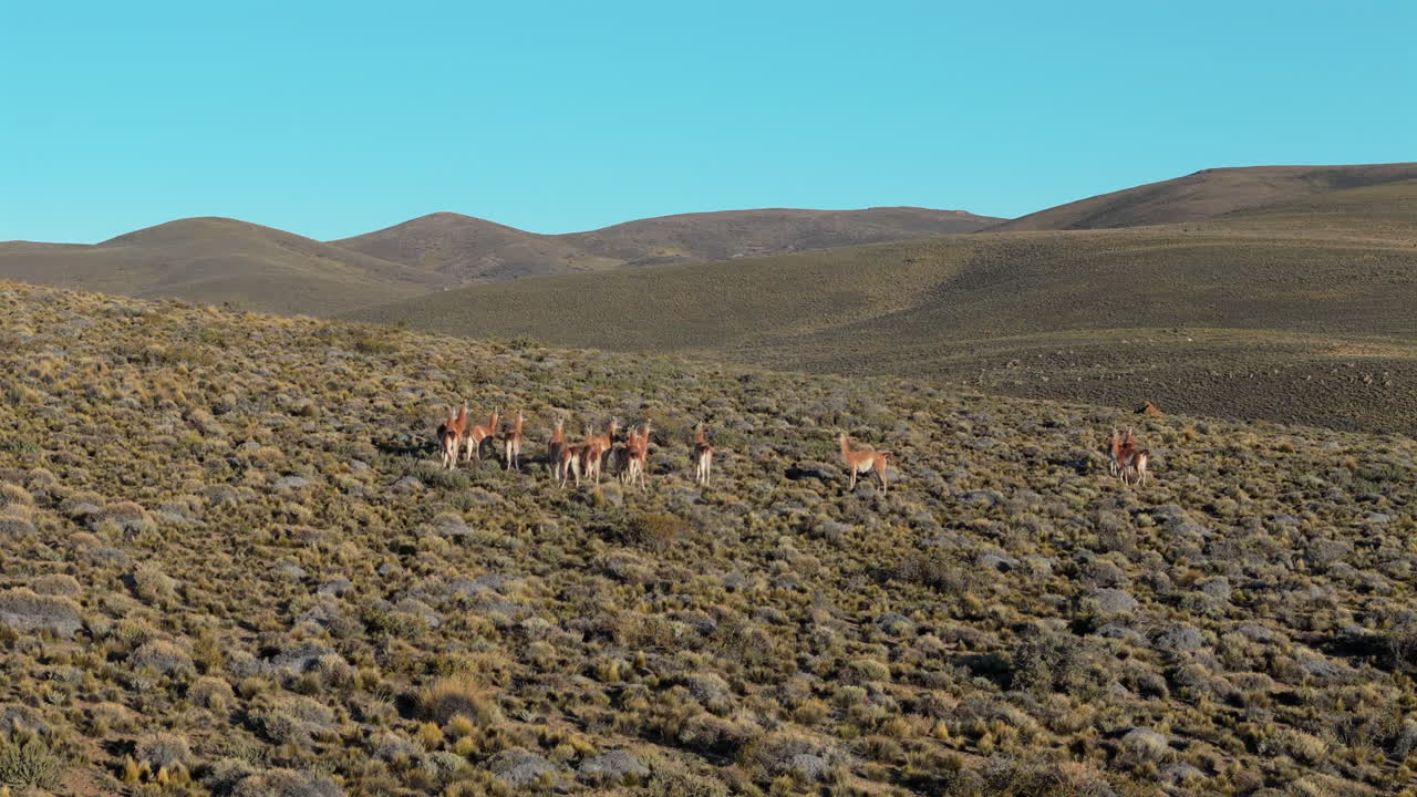 Llama guanaco herd movement on a hill. Drone parallax circling around. Patagonia Argentina.