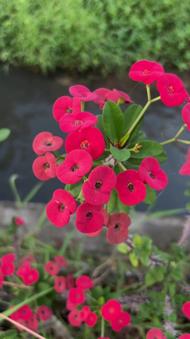 Vibrant Red Crown of Thorns Flowers Blooming by a Stream