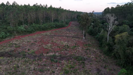 aerial view of deforested area with dirt path in a forest