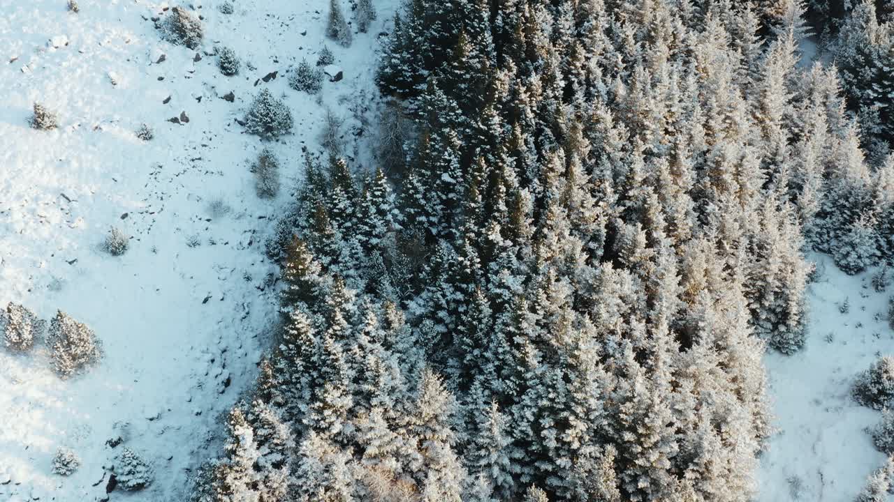 manto de nieve blanca cubre pinos, bosque de invierno, antena