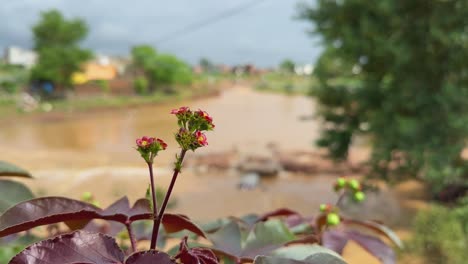 closeup of delicate red flower of in sharp focus stands tall against a softly blurred backdrop of a muddy river and greenery