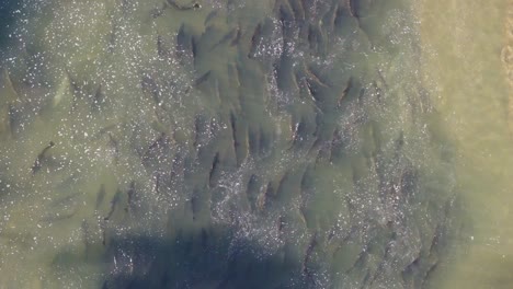 salmon swimming in shallow waters during their migration run, aerial view