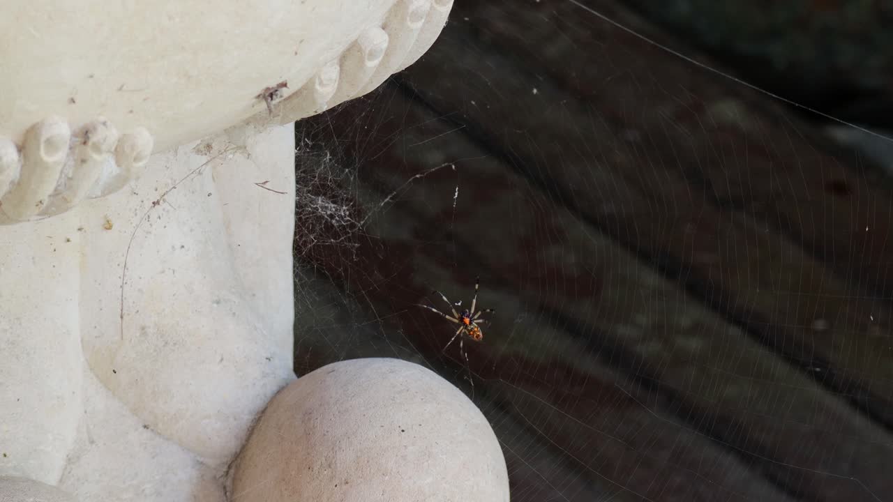 araña naranja está lanzando redes y camina a través de la web, cierra