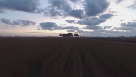 soaring over grassy field towards a group of trees on southern farm fields at sunrise