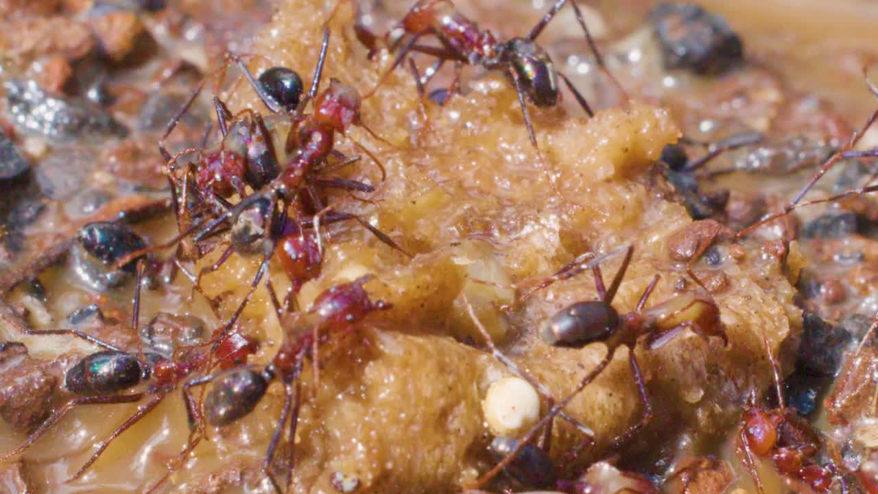 Un filmato macro ravvicinato mostra numerose formiche rosse che frugano tra le briciole di pane su un terreno roccioso e umido