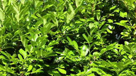 primer plano de denso follaje verde a la luz del sol