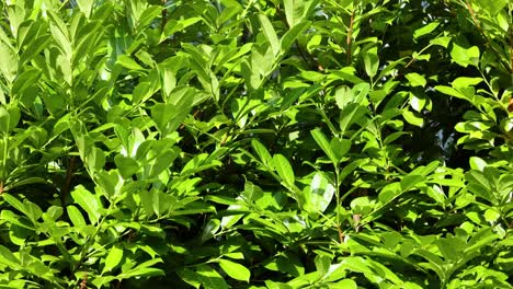 close-up of dense green foliage in sunlight