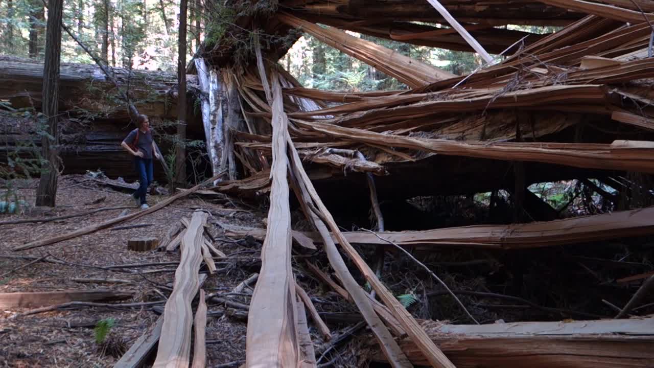사람이 숲에 쓰러진 거대한 나무 주위를 걷는다