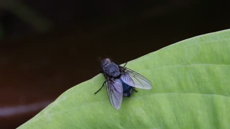 Una-Mosca-Posada-Sobre-Una-Hoja-De-Hosta