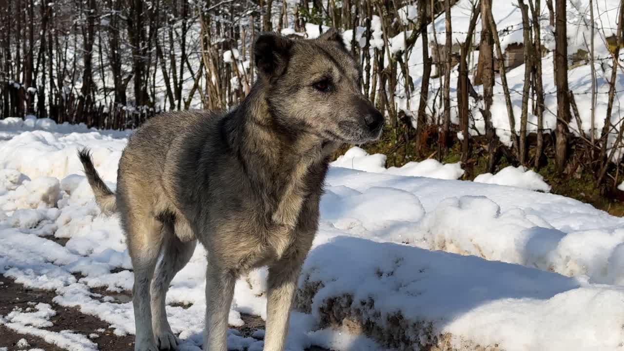 grey wolf dog in snow forest landscape and the scenic view of animal background brown canine countryside cute face feed homeless hungry mammal nature outdoor portrait stray street in gray night winter