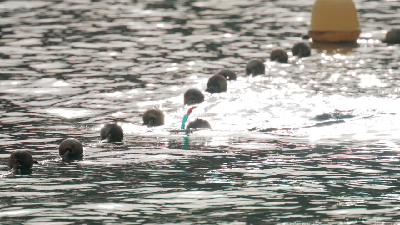 A swimmer with a snorkel glides calmly through the sea near a line of floating buoys