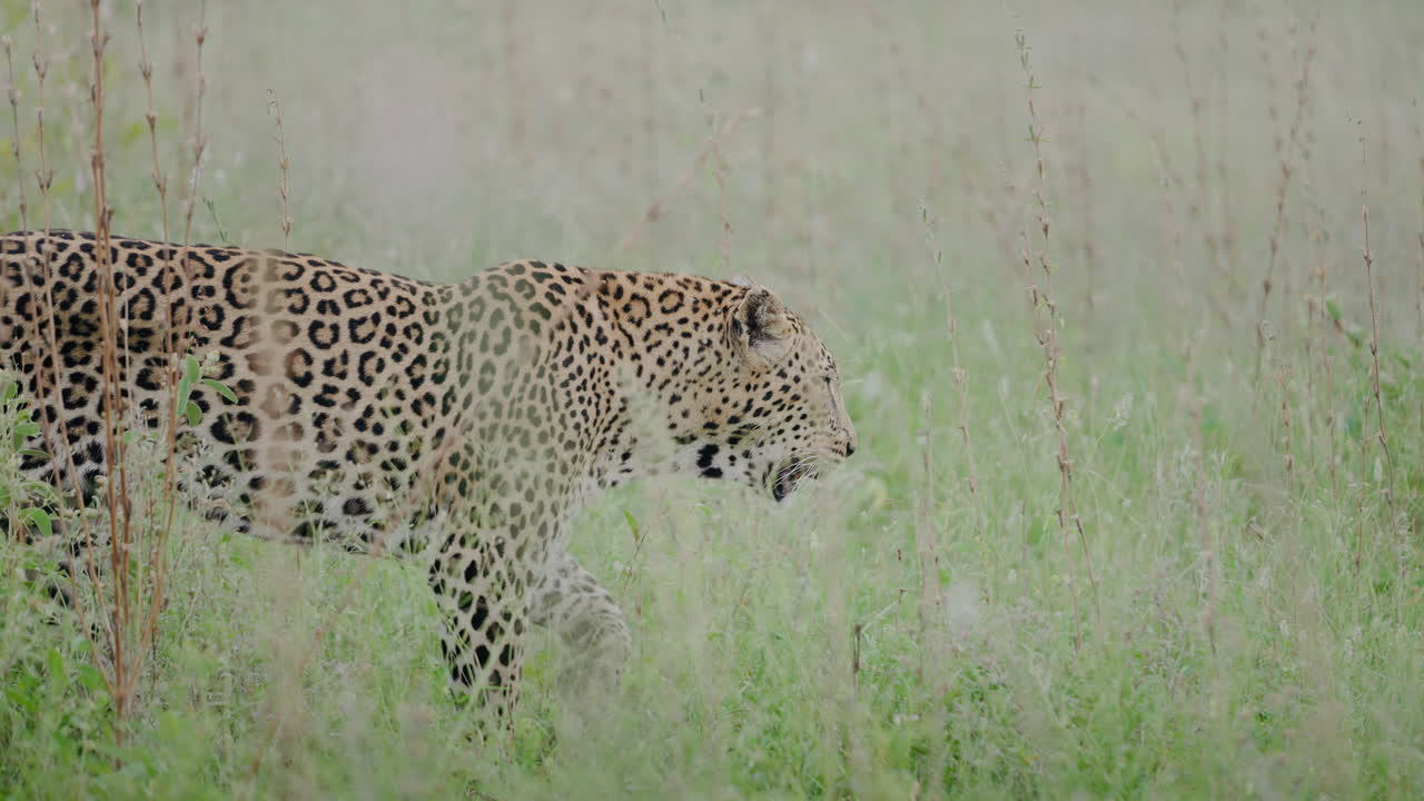 Leopard in Grassy Savanna