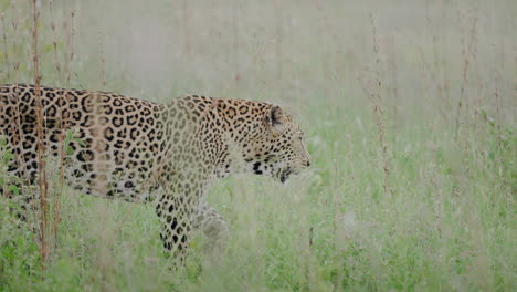 leopard in grassy savanna