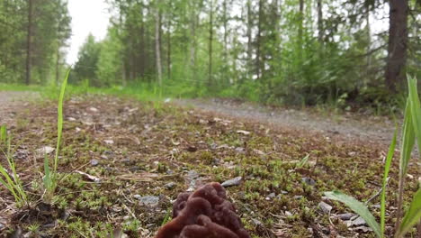 Slowmotion-shot-of-Gyromitra-Esculenta-growing-in-a-natural-environment