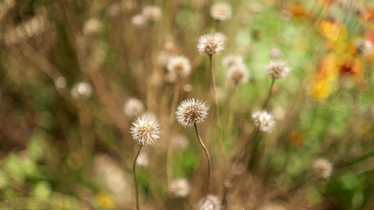 Close up view of a white and gray dandelion flower in the wilderness