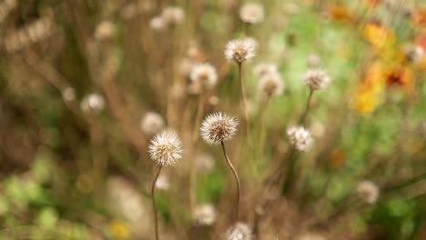 close up view of a white and gray dandelion flower in the wilderness