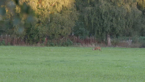 corzo distante come hierba en el campo de otoño en finlandia