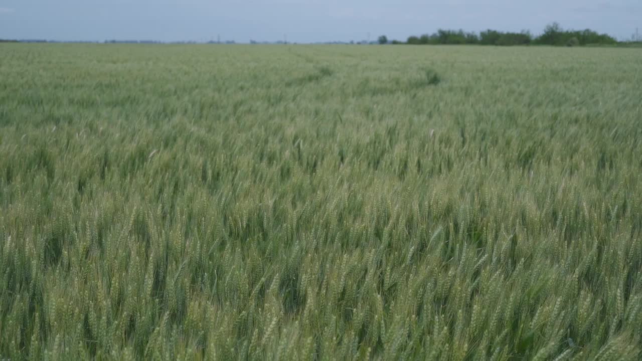 A wheat field runs onto the horizon on a cloudy day