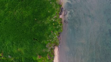 aerial view above corn fields and sea in cloudy sumbawa - top down, drone shot