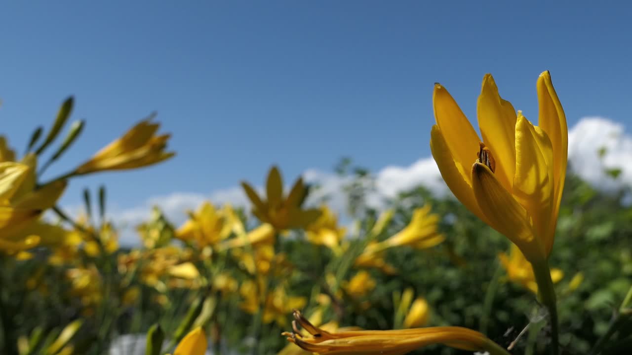 Hemerocallis gialli in un campo sotto un cielo blu