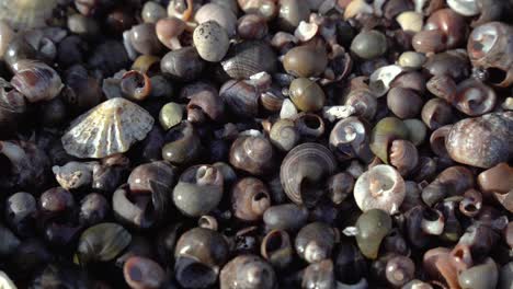 Pile-of-majestic-sea-shells-on-ocean-coastline,-static-view