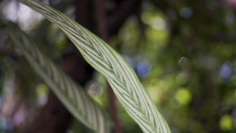 close up of a green leaf in the tropical rainforest at the academy of sciences in san francisco california