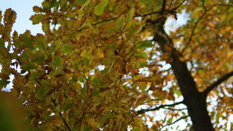 Goldenes-Sonnenlicht-Dringt-Im-Herbst-Durch-Eichenblätter---Nahaufnahme-Und-Himmel