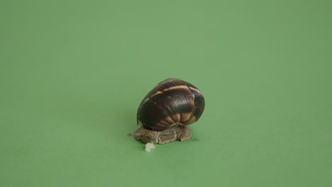 snail on a green screen