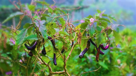 eggplant garden at a farm with purple flowers in greenery background in bangladesh