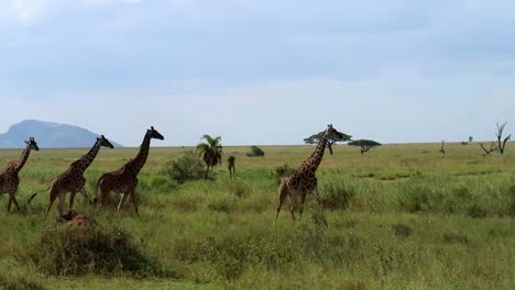 Static-shot-of-a-tower-of-5-giraffes-walking-through-the-open-plains-of-Tanzania