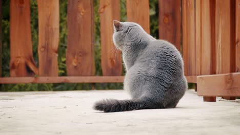 gray british cat posing in the forest