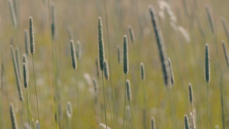 grass heads waving in field cinematic hd slow motion