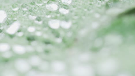 moving over water drop covered green leaf