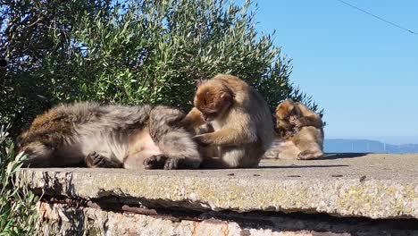 Los-Macacos-De-Barbary-Se-Limpian-Unos-A-Otros-En-Gibraltar