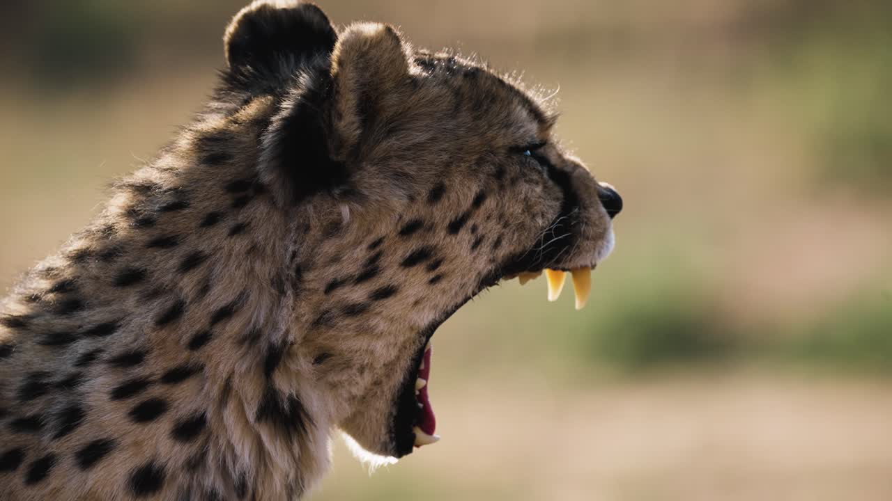 Slow motion close-up of cheetah yawning, resting in dry grass and softly backlit by sun. African safari wildlife scene in Etosha National Park, Namibia.