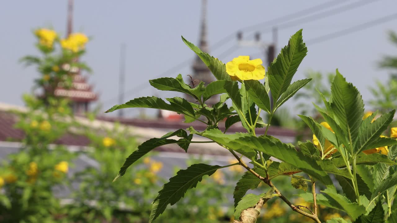 Yellow flower blooms with temple and power lines behind