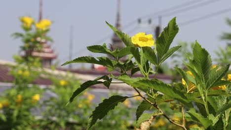 yellow flower blooms with temple and power lines behind