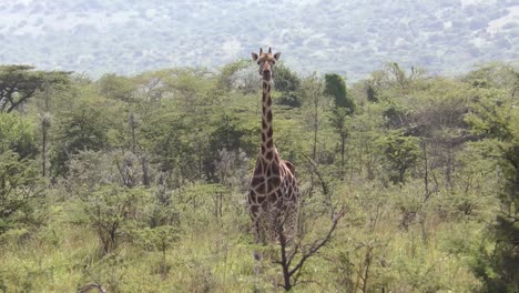 una gran jirafa masai en la jungla