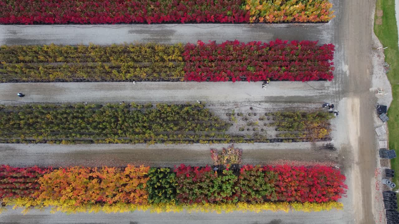 캐나다 나이아가라 글렌 지역의 농업 식물 종묘장 조감도