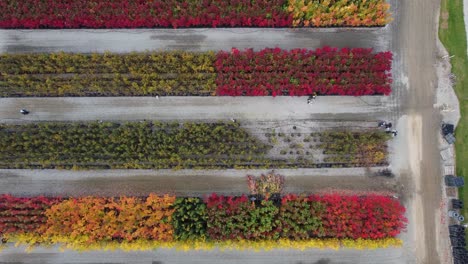 vista panorámica del vivero de plantas agrícolas en la región de niagra glen en canadá