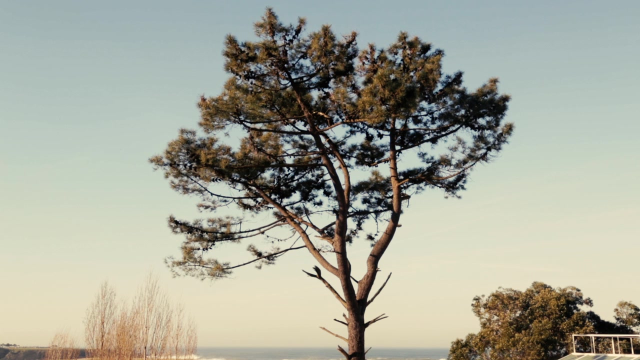 Shot of centered tree in Porto, Portugal, on a bright day