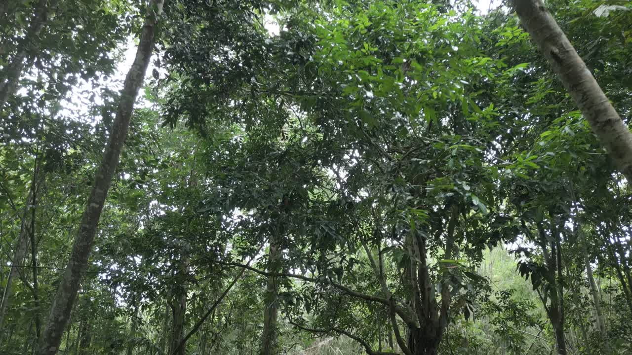 beautiful drone view green deep sarawak rain forest with big trees fresh clean mountain water beautiful nature