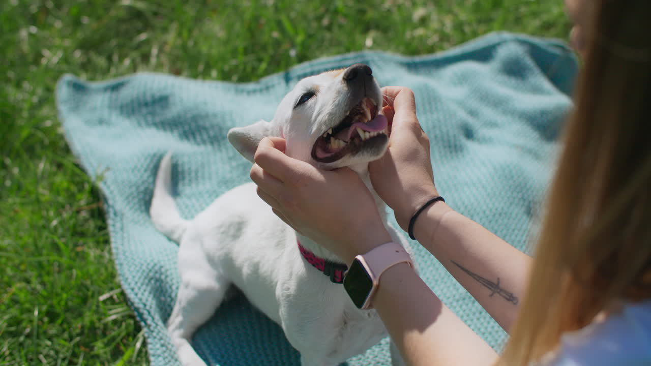 Woman playing with a happy Jack Russell Terrier in a park