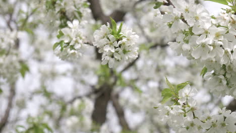 Ein-Apfelbaum,-Der-Im-Frühling-Blüht