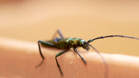 aromia moschata moviéndose a lo largo del borde de un recipiente de plástico