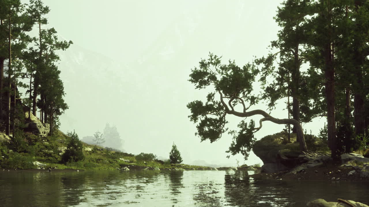 Lush riverbank surrounded by trees in a serene natural landscape