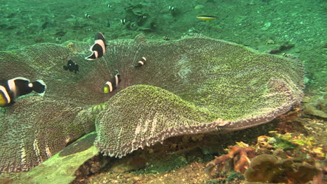 Seeanemone-Mit-Sattelanemonenfischen-Und-Einem-Gelege-Ihrer-Eier